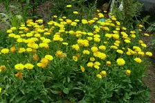 Blumen ringelblumen.webp