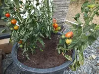 DSCF5218.webp
