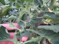 DSCF5221.webp