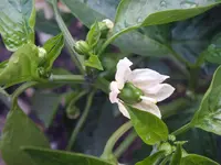 DSCF5244.webp