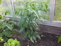 DSCF5248.webp