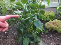 DSCF5250.webp