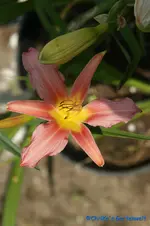 Zartes Rose+.webp