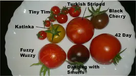 Tomaten_12.07.webp