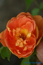 Pat Austin.webp
