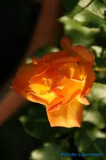 Sahara.webp