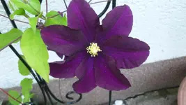 P1070481.webp