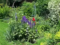 Blau-gelbe Dominanz.webp