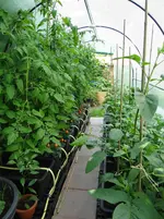 Folientunnel5.webp
