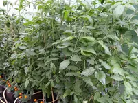 Tomatendschungel.webp