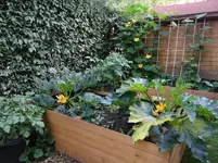 Kürbis Zucchini Eck.webp
