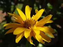 Blümchen11.webp