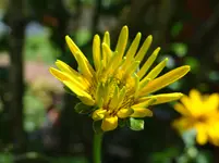 Blümchen12.webp