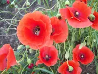 101_1433.webp