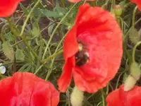 101_1445.webp