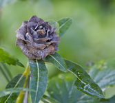 IMG_7981_2.webp