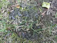 SAM_0407.webp