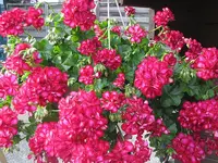 039.webp
