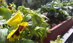 IMAG0918[1].webp