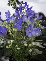 DSCN0029.webp