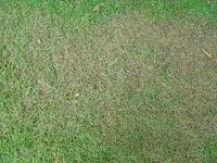 DSC00417.webp