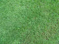 DSC00418.webp