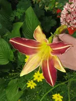 fragez.18_576x768.webp