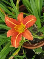 fulva_576x768.webp