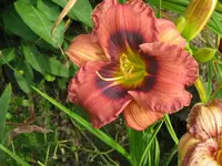 IMG_tante ju _1024x768.webp