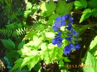 juli06 003.webp