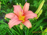 juli06 015.webp