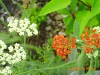 juli06 013.webp