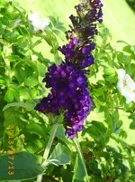 juli6 003.webp