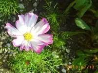 juli6 004.webp