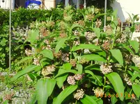 juli6 014.webp