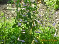 juli6 010.webp