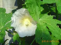 juli6 022.webp