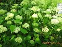 juli6 016.webp