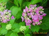 juli6 025.webp