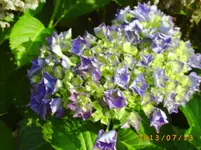 juli6 027.webp