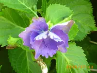 juli6 028.webp