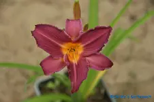 Sugar Candy+.webp