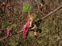 800px-Ribes_sanguineum_9870.webp