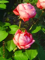 juli7 003.webp