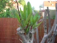 Pflanze02.webp