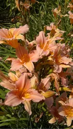 130720131782.webp