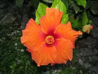 Copy of IMG_2484-v.webp