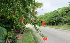 Copy of IMG_2544v.webp