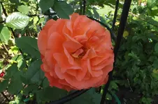 2013_0713Sommer0008.webp