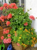 garten 2013 2 002.webp